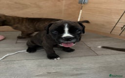 Boxer dogs for sale: Boxer pups looking for forever homes 🐶❤️ - Image 3