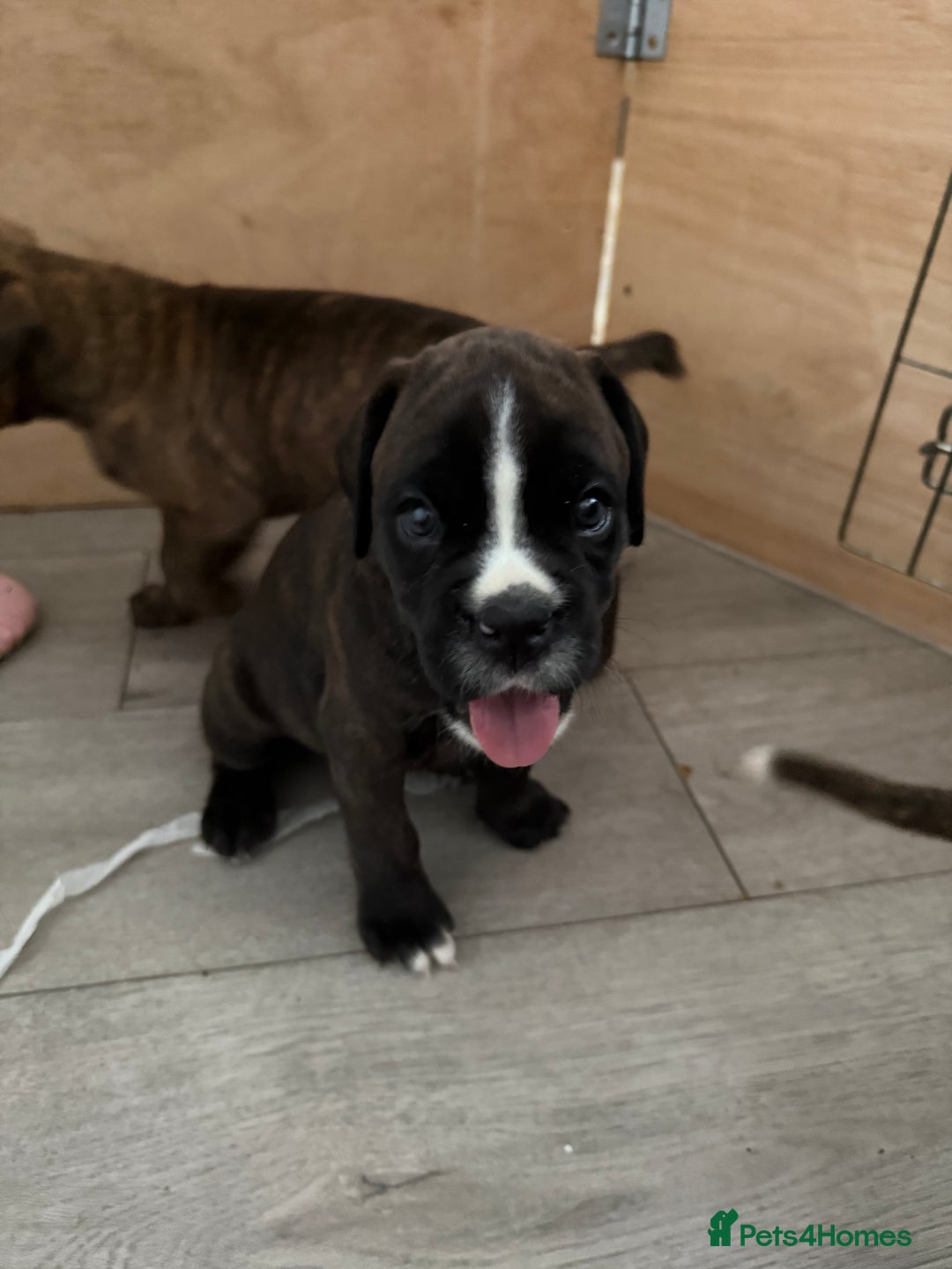 Boxer dogs for sale: Boxer pups looking for forever homes 🐶❤️ - Image 3