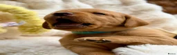 Labrador Retriever dogs for sale: Fox Red KC Registered Labrador Puppies🐾 in London - Advert 27