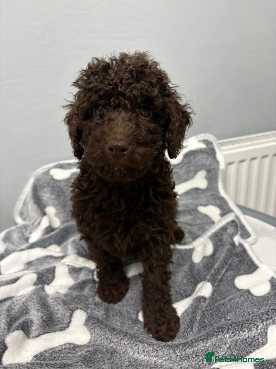 Cockapoo dogs for sale: 6 beautiful Cockapoo puppies  - Advert 6