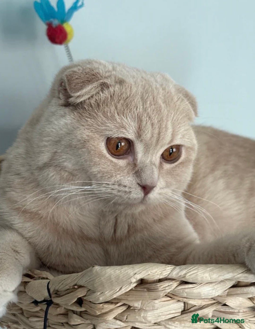 British Shorthair cats for sale: British Short Hair- Adorable kittens! - Advert 10
