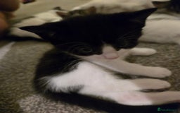 Mixed Breed cats for sale: Sweet kittens  - Image 15