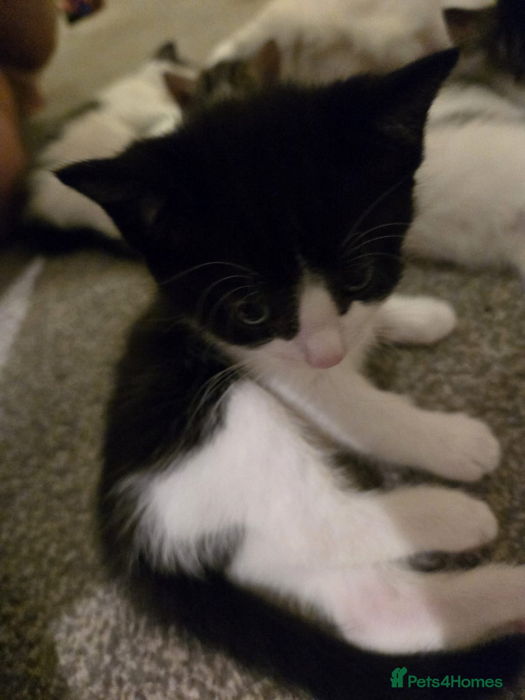 Mixed Breed cats for sale: Sweet kittens  - Image 15