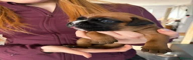 Boxer Puppy 5