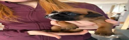 Boxer dogs for sale: Beautiful, KC registerd boxer puppies for sale in Canvey Island - Advert 19