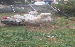 Chickens poultry for sale: 10 x Roosters *FREE*POLISH,serama,pekin *FREE* in Spilsby - Image 9