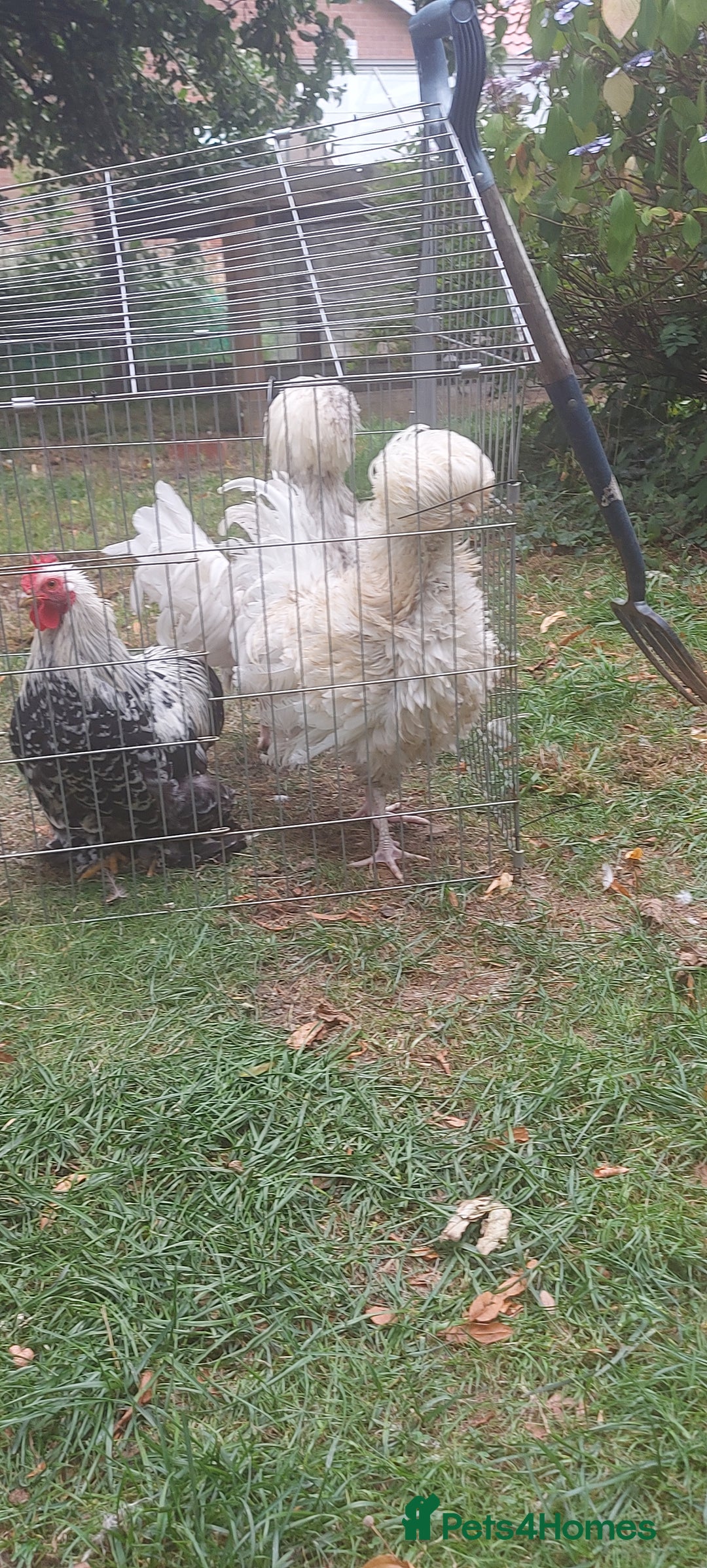 Chickens poultry for sale: 10 x Roosters *FREE*POLISH,serama,pekin *FREE* in Spilsby - Image 9