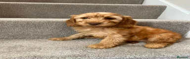 Cockapoo 2