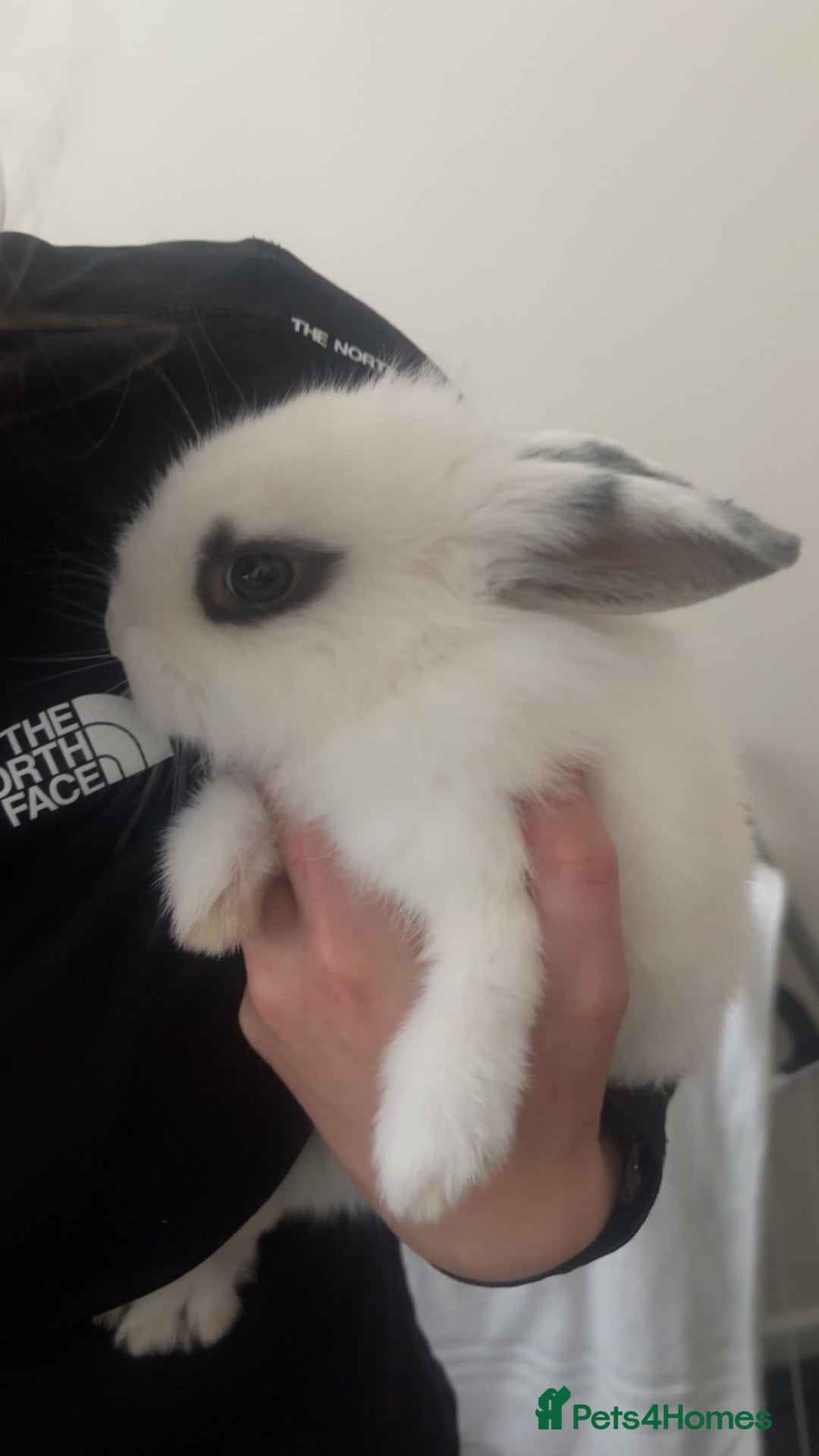 Beveren rabbits for sale: Babi and merl  - Image 2