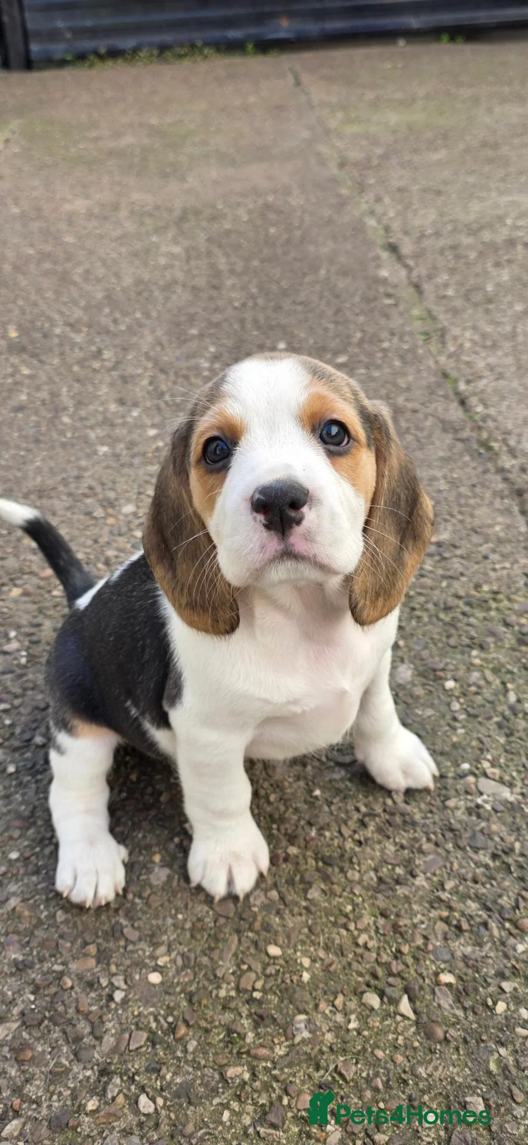 Beagle dogs for sale: 🐾Beautiful Beagle Puppies For Sale!🐶💕 - Advert 2