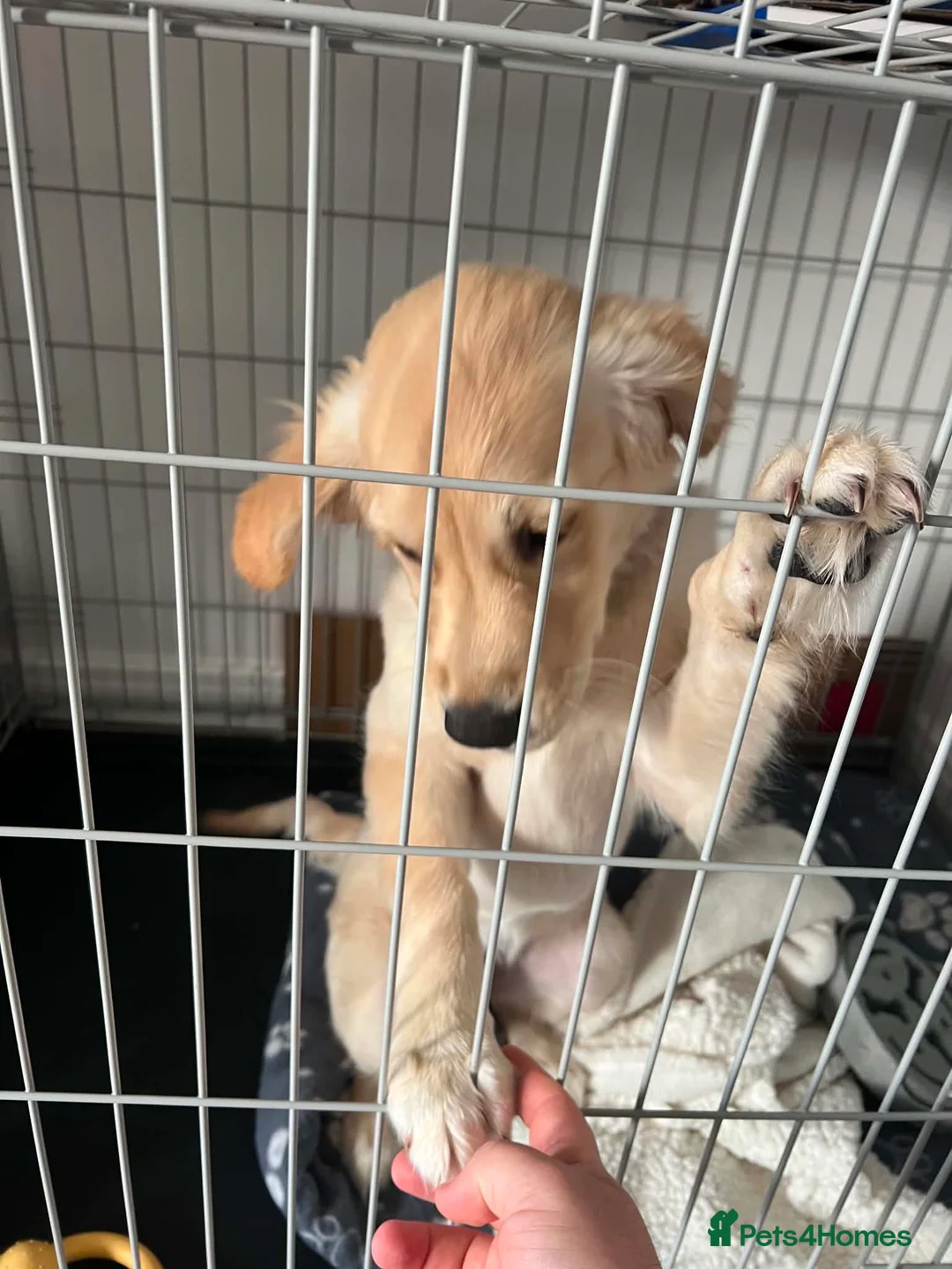 Golden Retriever dogs for sale: Beautiful Female Golden Retriever Puppy - Rehome in Blandford Forum - Advert 2