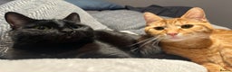 Mixed Breed cats for sale: 1year old - Boy and Girl  - Advert 1