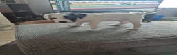 Patterjack dogs for sale: Patterjack puppies  - Advert 5
