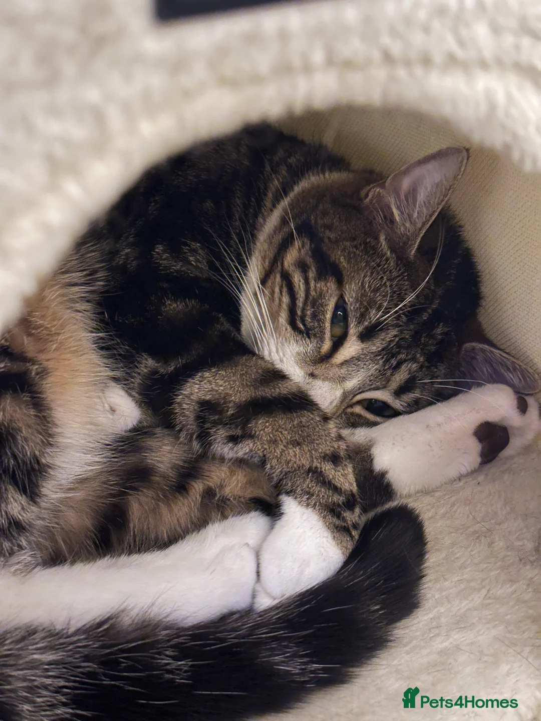 Mixed Breed cats for sale: Lovely Friendly Indoor Cat Looking for a New Home - Advert 3