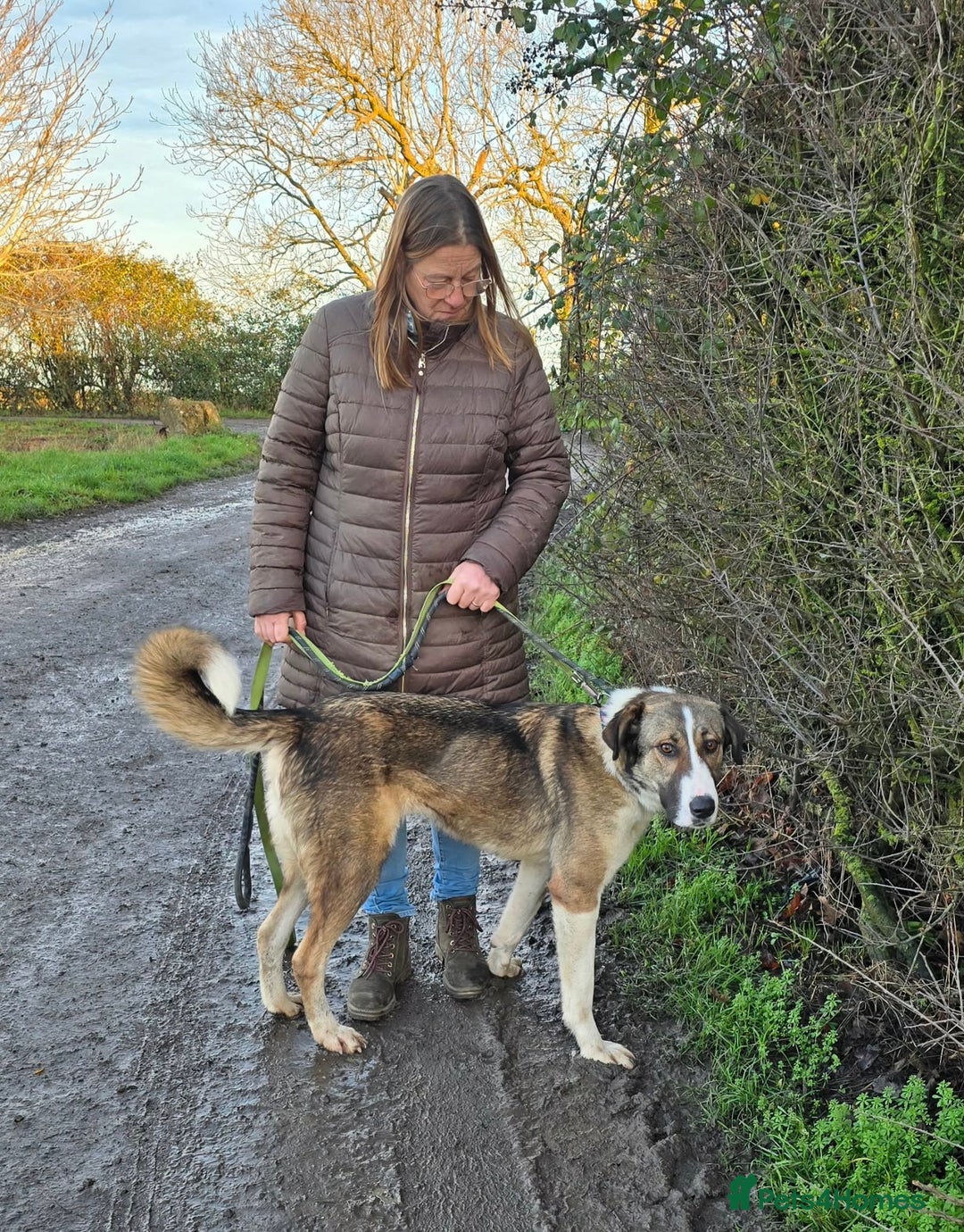 Mixed Breed dogs for adoption: BLANCA - Advert 5