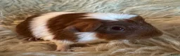Guinea Pig rodents for sale: Guinea pig Tri coloured baby boars  - Advert 2