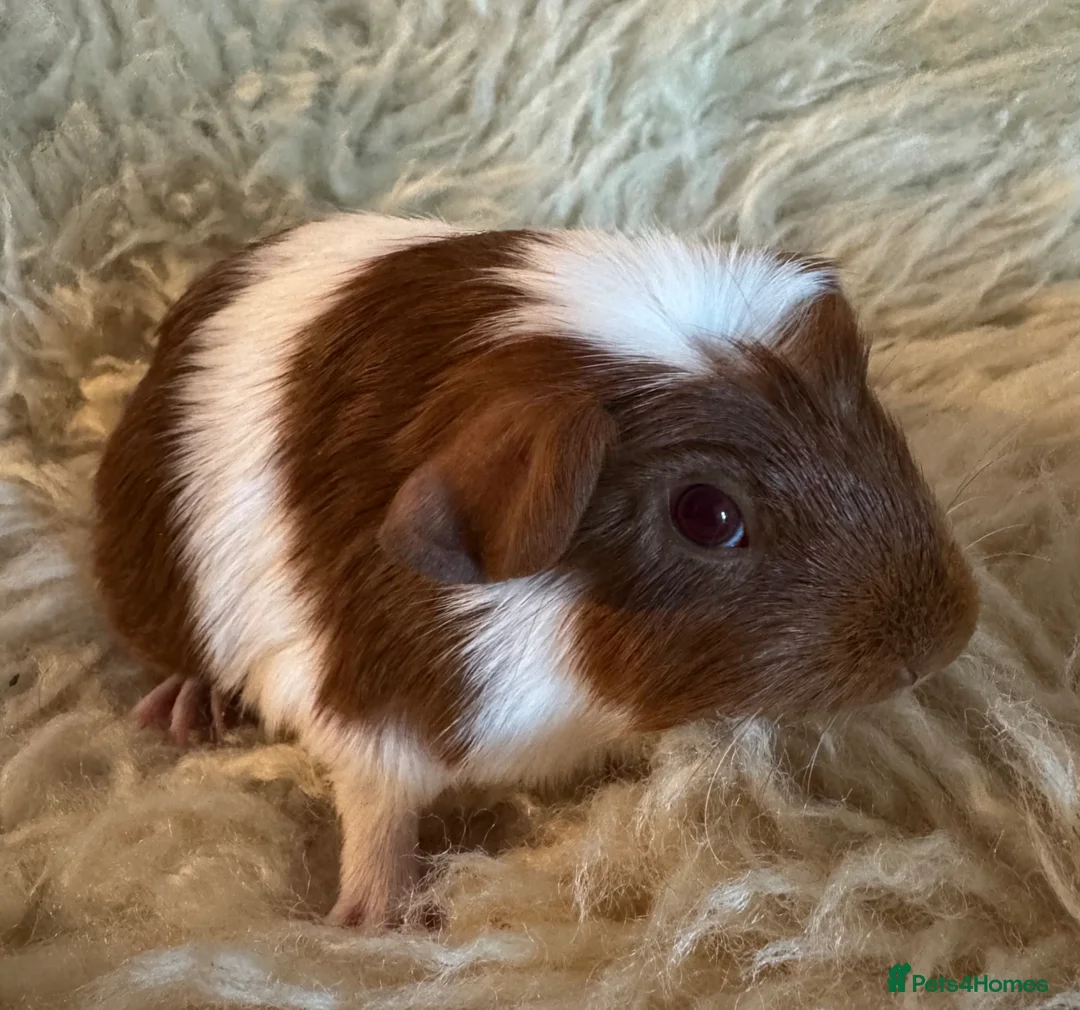 Guinea Pig rodents for sale: Guinea pig Tri coloured baby boars  - Advert 2