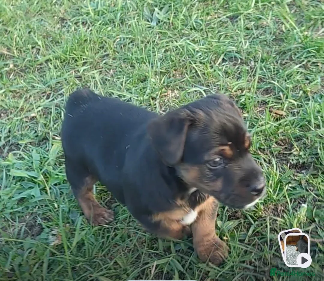 Jack Russell dogs for sale: Gorgeous JRT pups  in Cheltenham - Advert 2