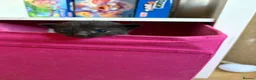 Mixed Breed cats for sale: *ready to leave* Beautiful part ragdoll kittens  - Advert 32