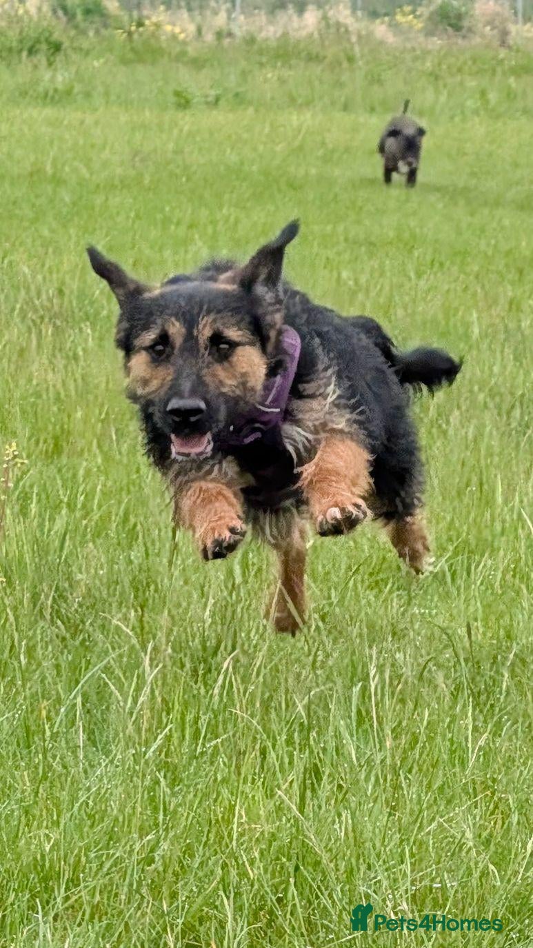 Mixed Breed dogs Special boy Sparkle looking for love - Advert 1