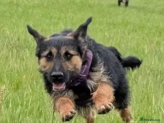 Mixed Breed dogs Special boy Sparkle looking for love - Advert 3