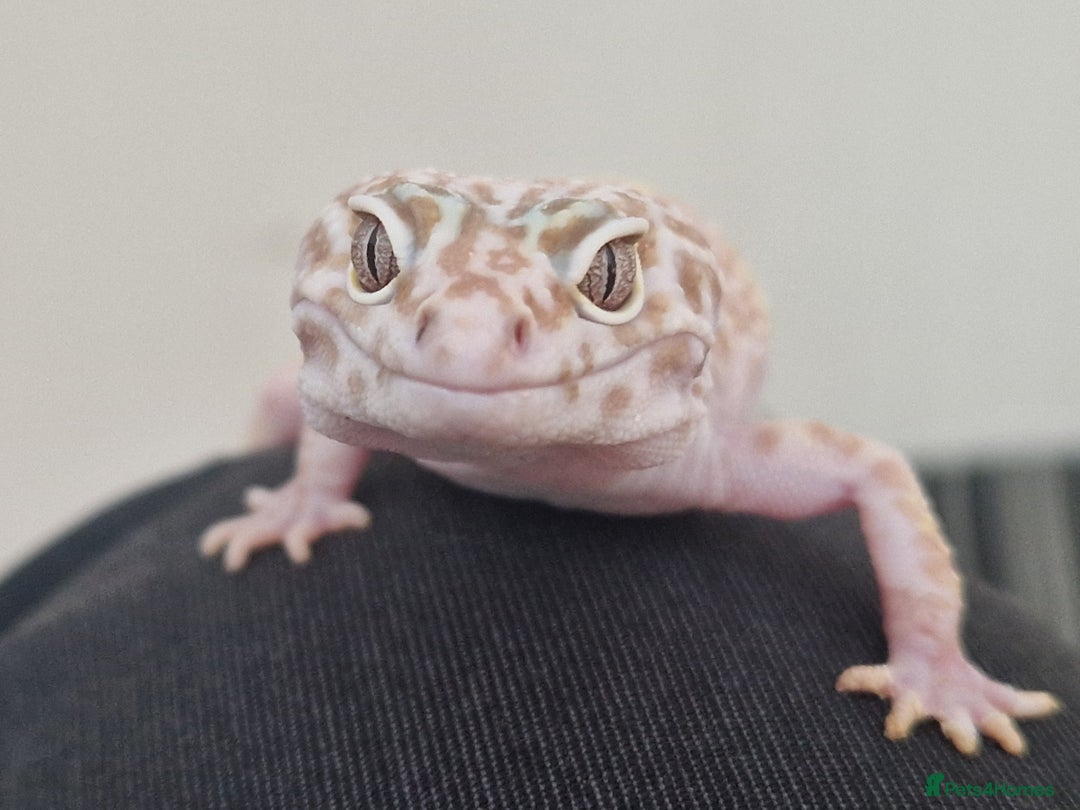 Leopard Gecko reptiles for sale: Stunning Male Albino Leapord Gecko and full set up - Image 1