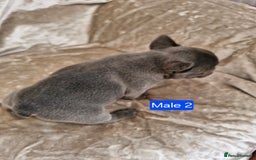 French Bulldog dogs for sale: French Bulldog Puppies  - Image 27