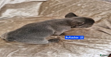 French Bulldog dogs - Advert 3