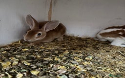 Rex rabbits for sale: Stunning Mini Rex girls - Image 4