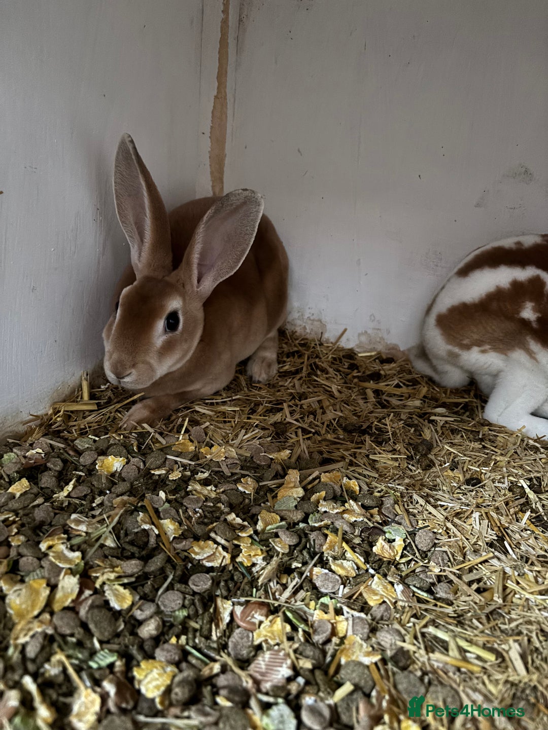 Rex rabbits for sale: Stunning Mini Rex girls - Image 4