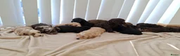 Cockapoo dogs for sale: F1 show type  rare coulerd cockapoo puppies  in Prestatyn - Advert 10