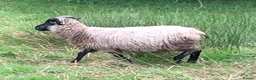 Sheep livestock for sale: Rare patterns pedigree Shetland tup lamb in Machynlleth - Advert 3