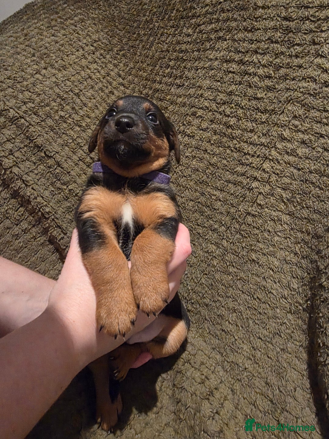 Jack Russell dogs for sale: Gorgeous Chunky Jack Russell Pups for sale - Advert 24