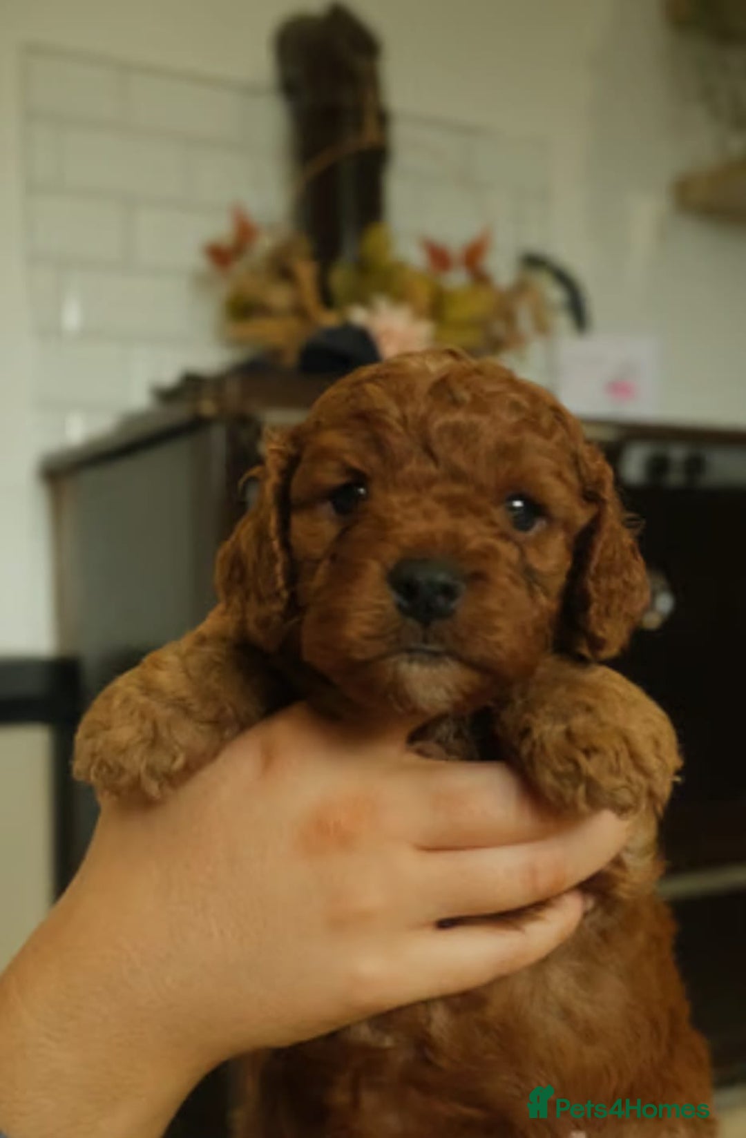 Cavapoo dogs for sale: Red cavapoo puppies - Image 7