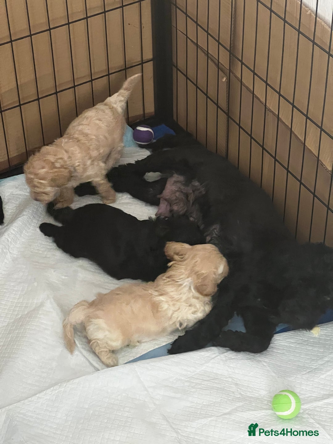 Mixed Breed dogs for sale: Shihpoochon  - Image 2