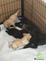 Mixed Breed dogs - Advert 2