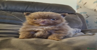 Pomeranian dogs - Advert 1