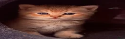 British Shorthair cats for sale: 🌟 Exceptional GCCF Register BSH Golden Kittens 🌟 - Advert 15