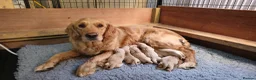 Golden Retriever dogs for sale: 8 KC/health tested gorgeous golden retrievers - Advert 7