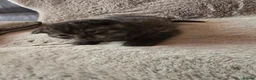 Scottish Fold cats for sale: 4 lovely kittens - Advert 6