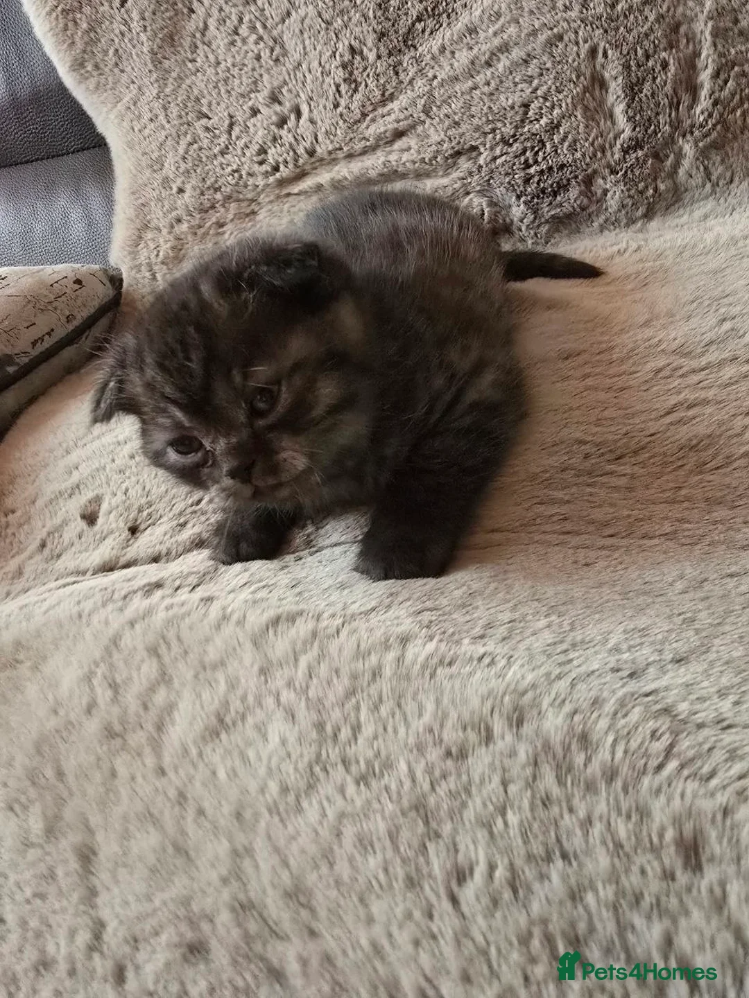 Scottish Fold cats for sale: 4 lovely kittens - Advert 6