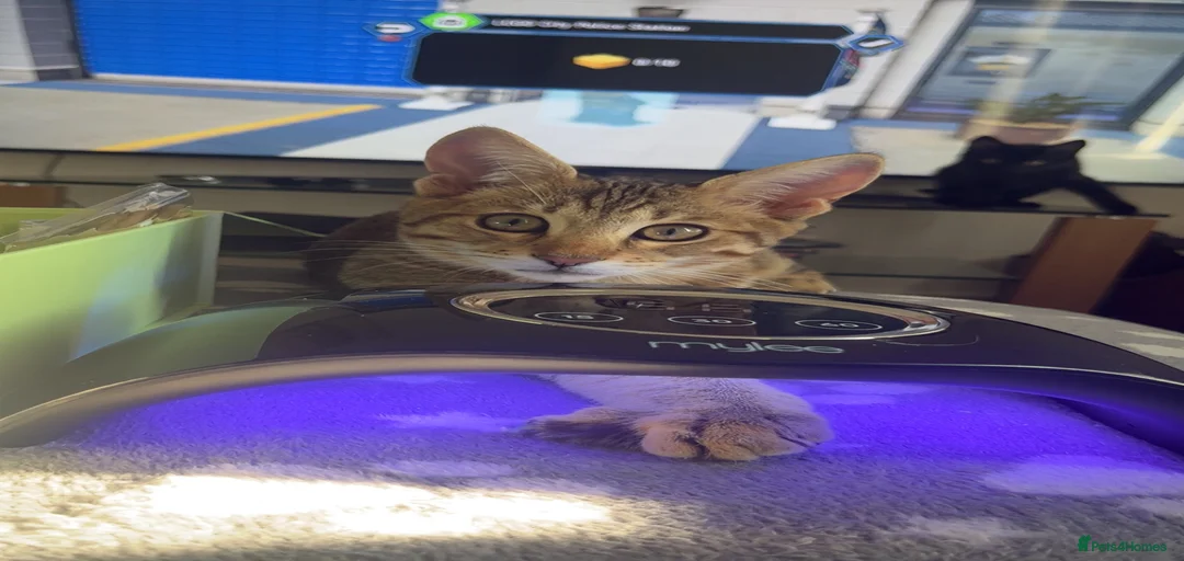 Gallery Image {{count}}