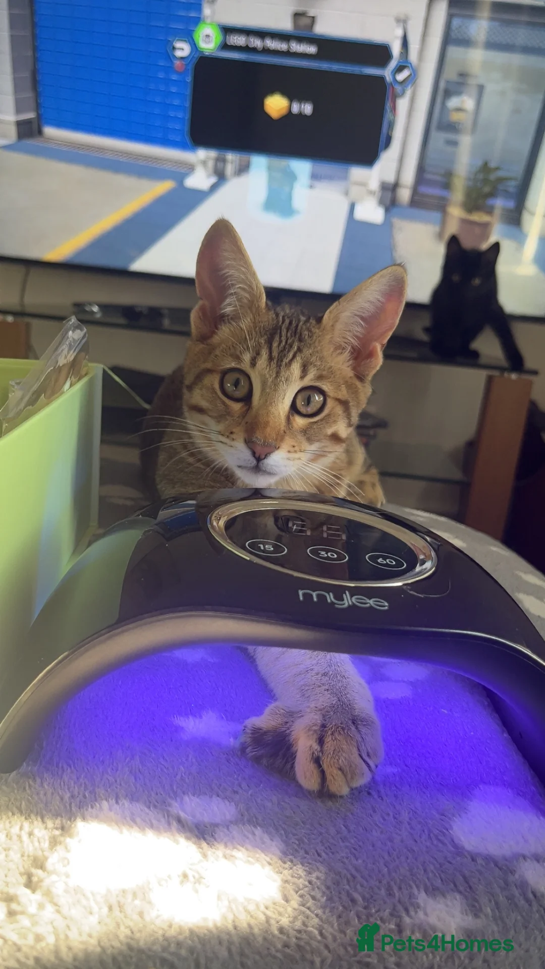 Gallery Image {{count}}