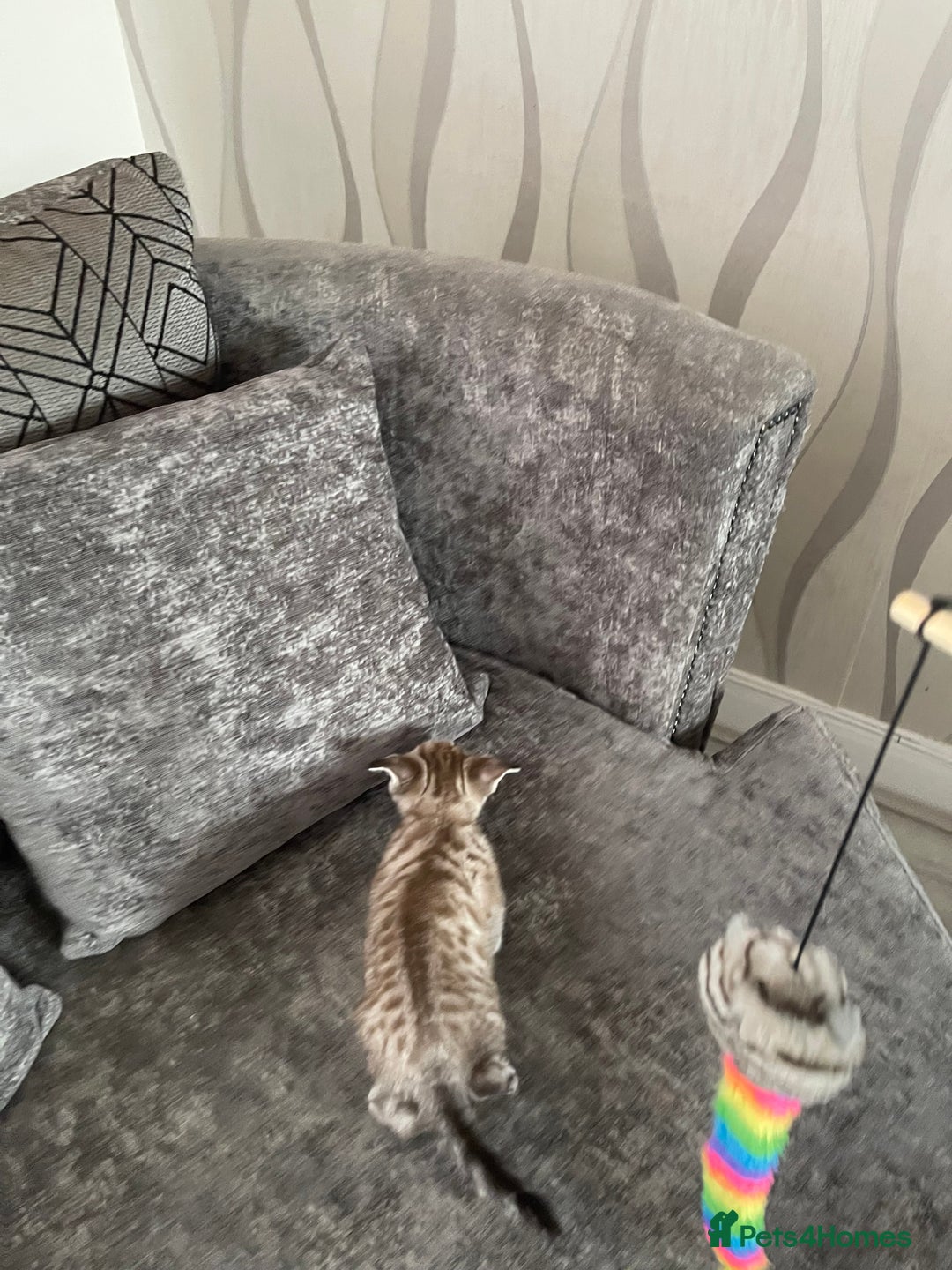 Bengal cats for sale: Beautiful Bengal kitten - Image 8