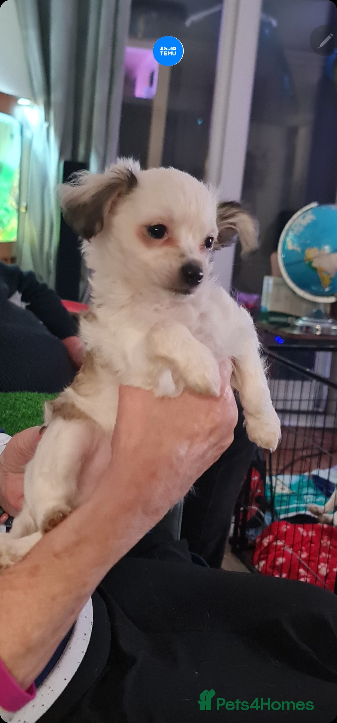 Chihuahua dogs for sale: Chihuahua for sale  - Advert 7