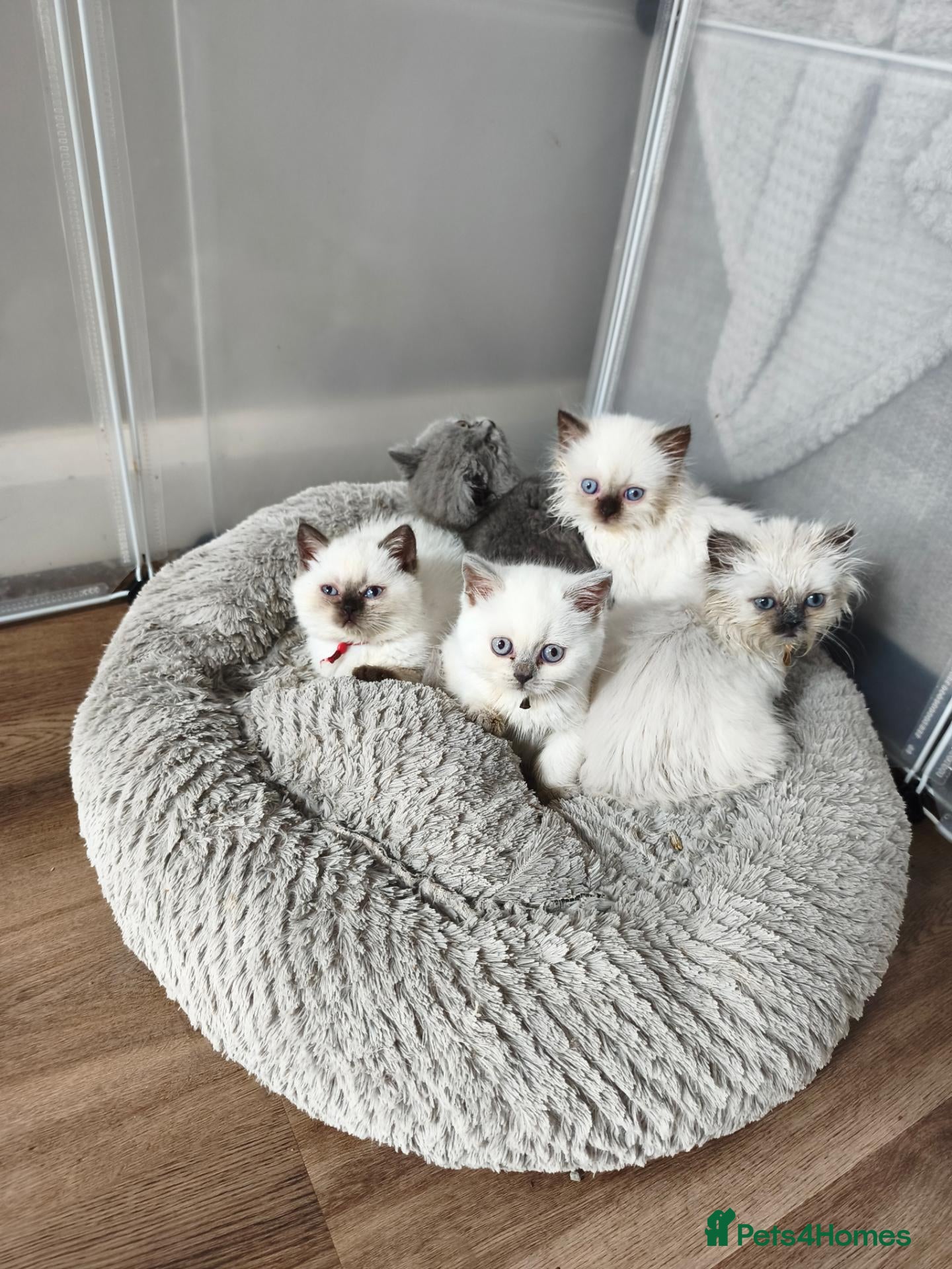 British Shorthair cats British shorthair and British longhair - Advert 1