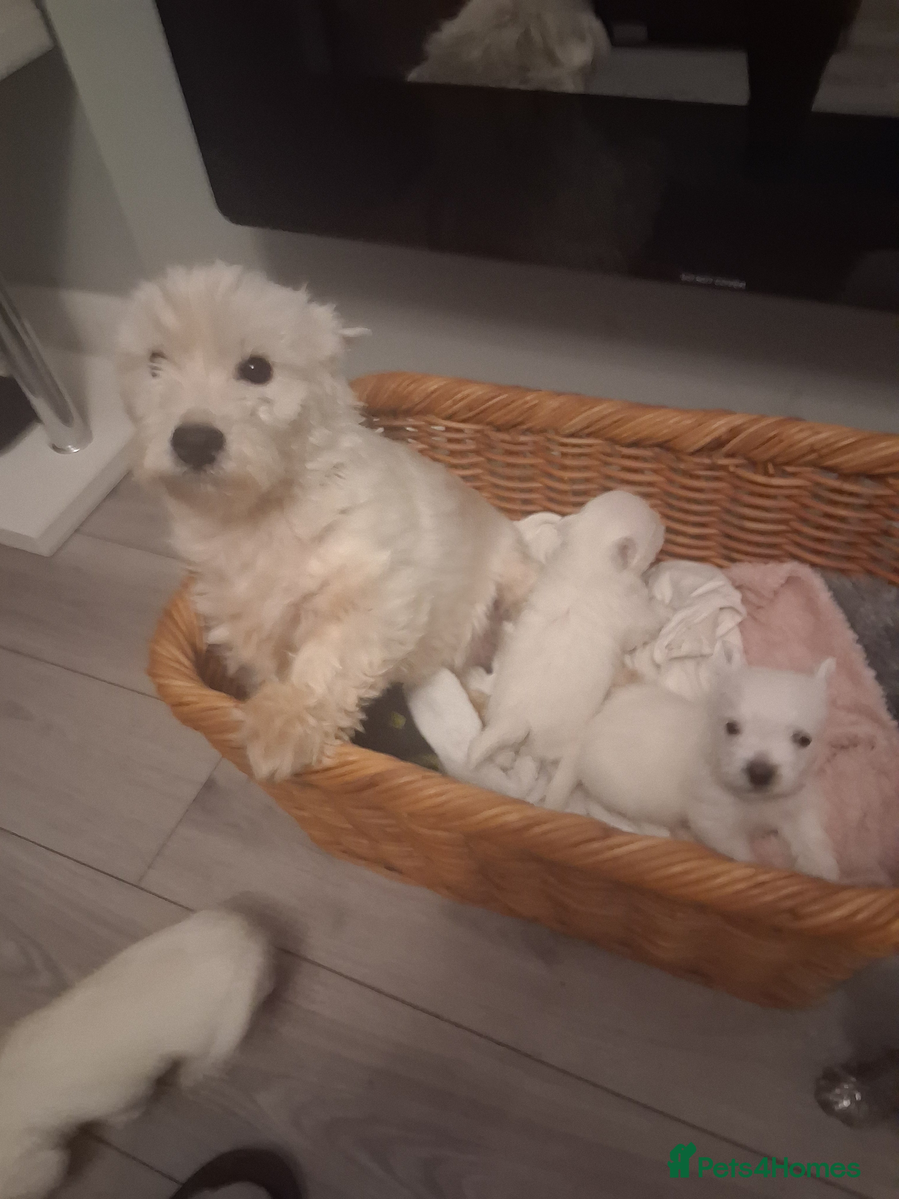 West Highland Terrier dogs Westie pups - Advert 6