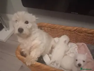 West Highland Terrier dogs Westie pups - Advert 6
