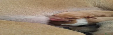 Mixed Breed 2