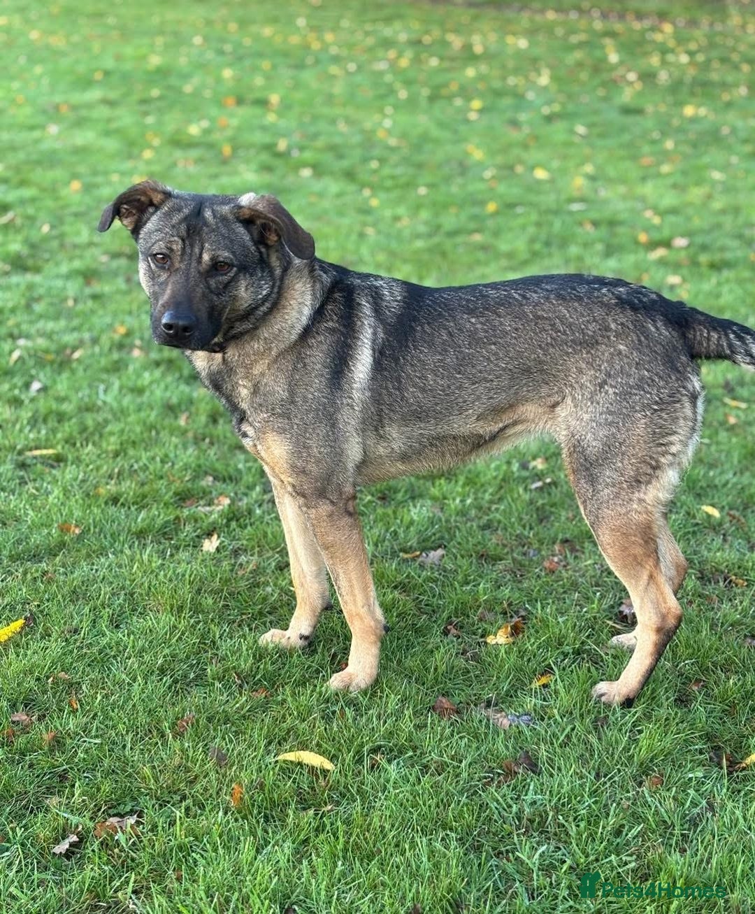 Mixed Breed dogs for adoption: Luna was stood up.... in Kidderminster - Advert 22